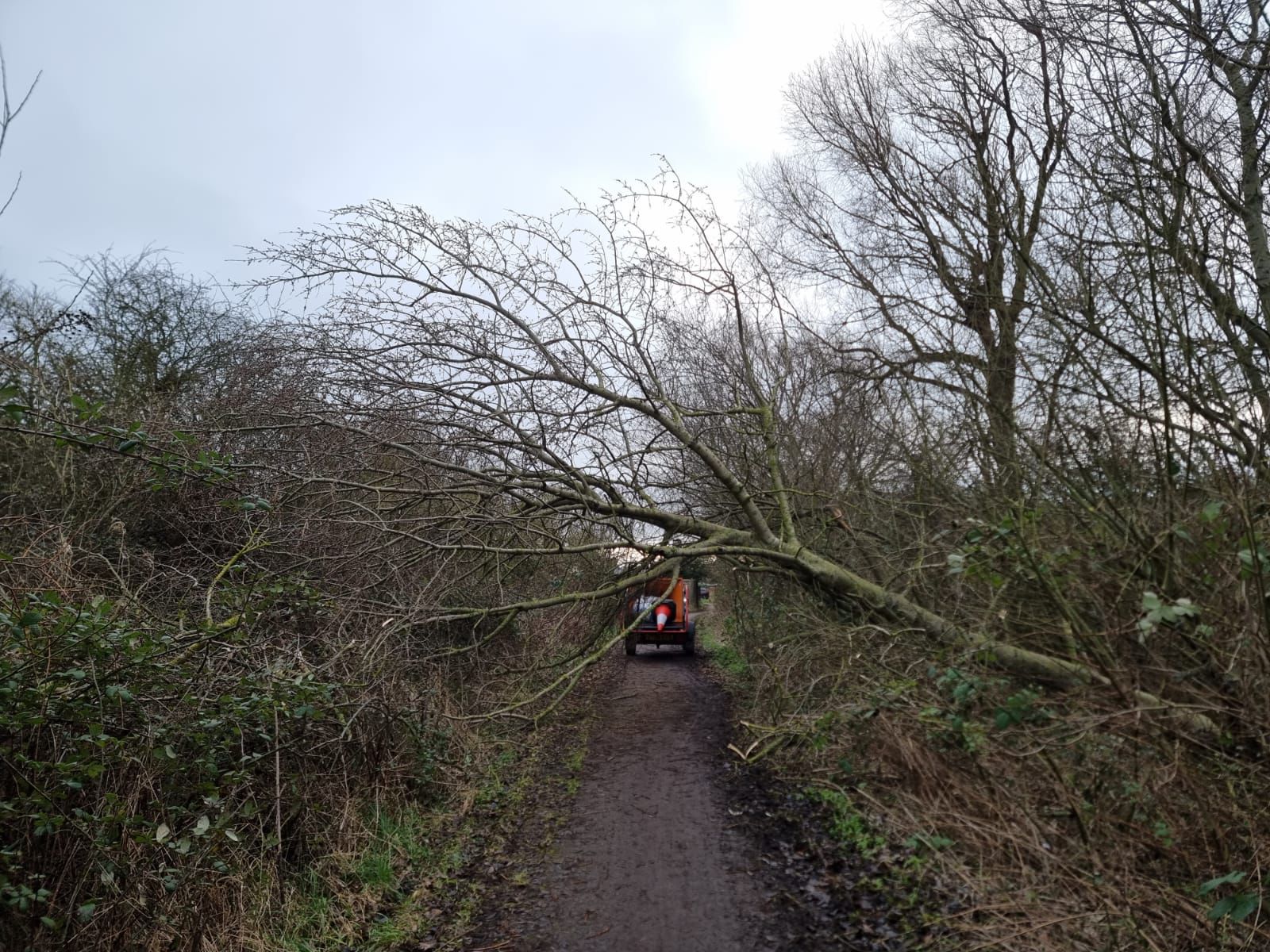 Emergency tree services