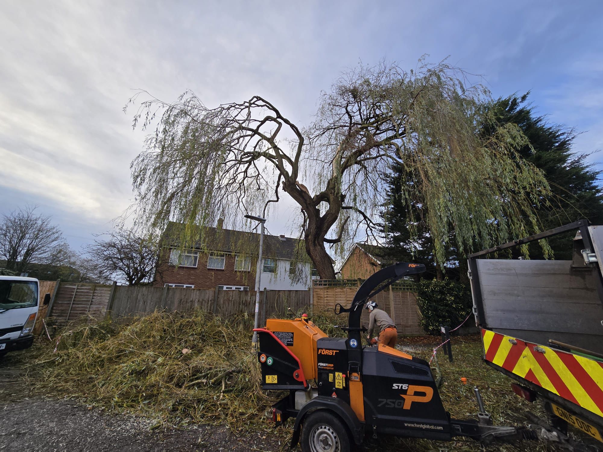 Professional tree felling operation in progress