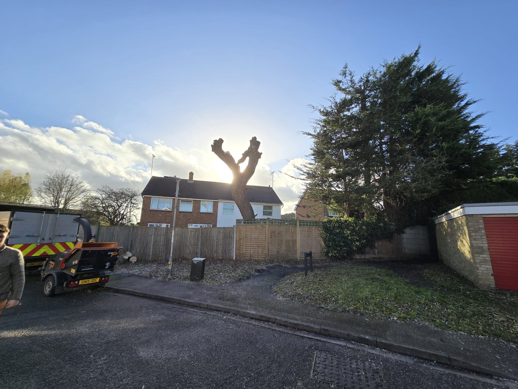 Professional arborist performing tree surgery work